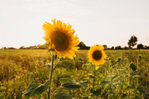 Sunflowers