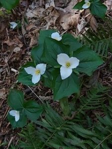 trillium