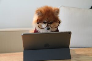 Dog in front of a laptop