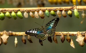 Cocoons and a butterfly